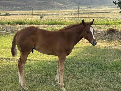 2026 SJR Talkin Diamonds Colt