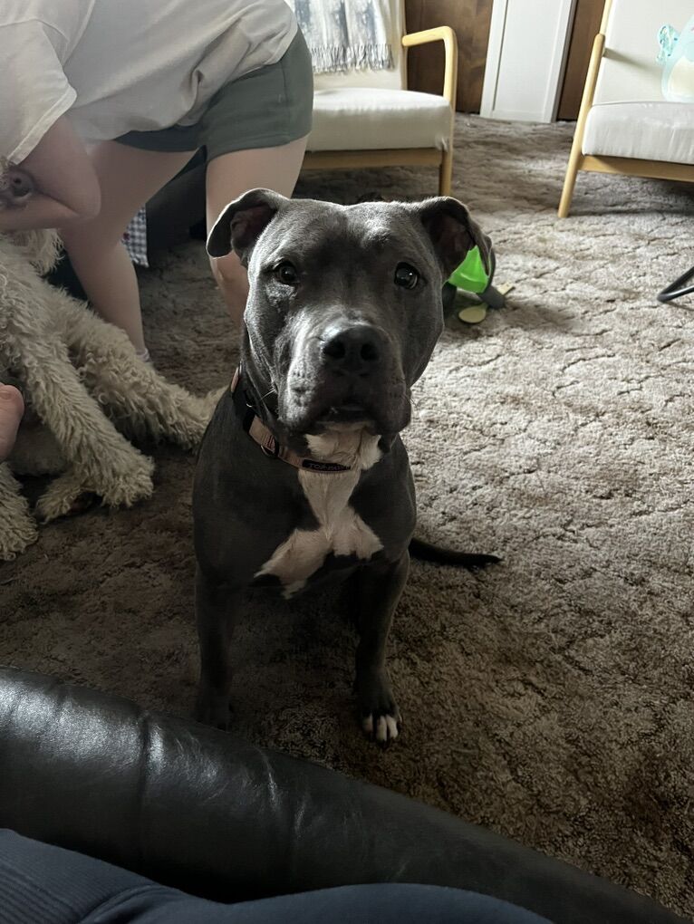 Staford terrier Delilah Spayed