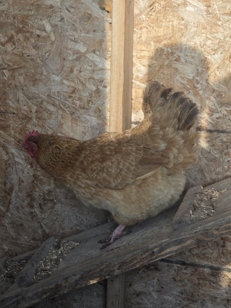Laying hens