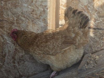Laying hens
