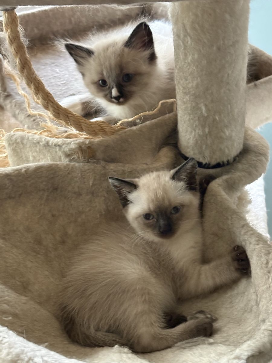 Siamese kittens