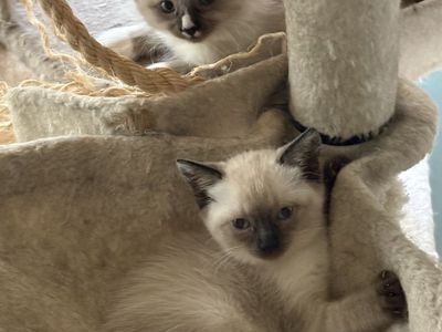 Siamese kittens