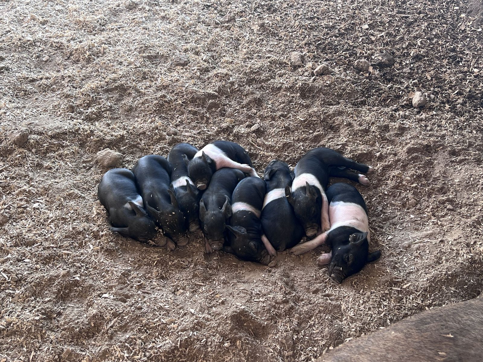 Weaner pigs for sale