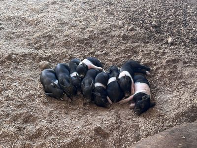Weaner pigs for sale