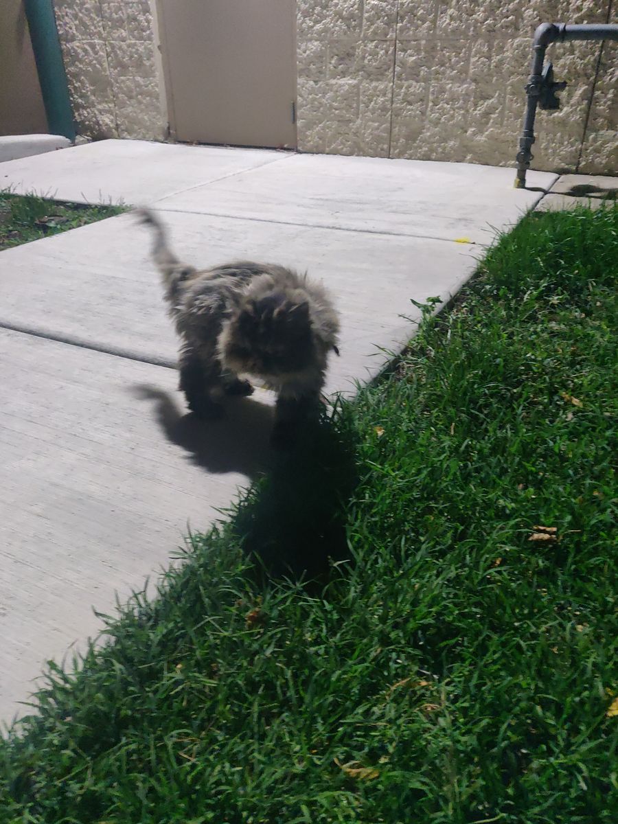 FOUND Persian Cat
