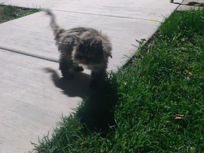 FOUND Persian Cat