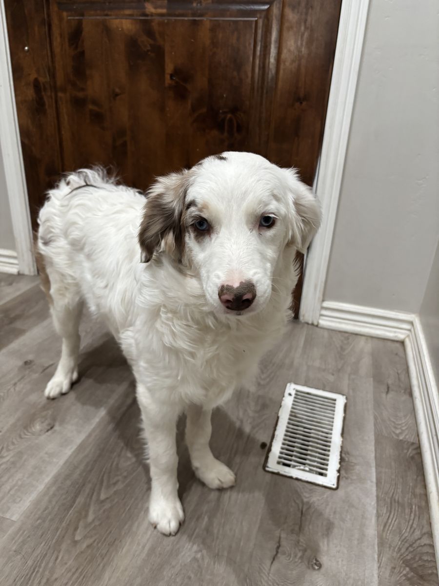 Aussiedoodles / Australian shepherd poodle mix