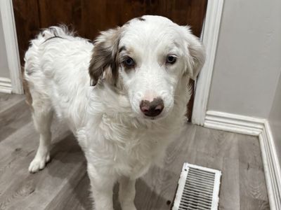 Aussiedoodles / Australian shepherd poodle mix