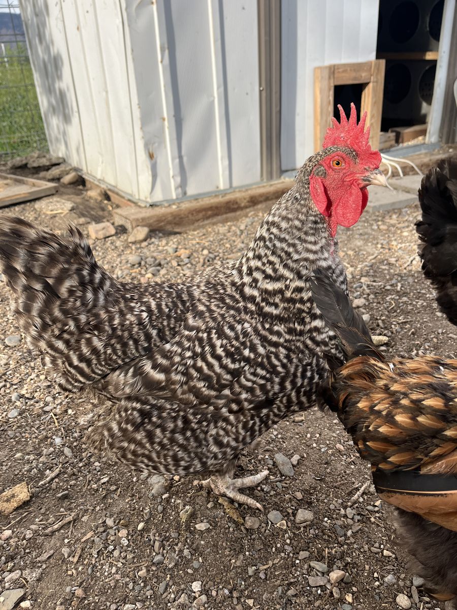 Chickens 