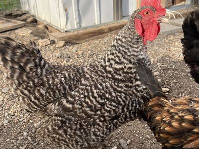 Chickens