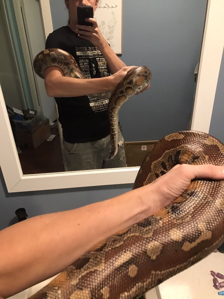 Adult Male Blood Python w/PVC enclosure