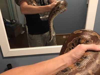 Adult Male Blood Python w/PVC enclosure