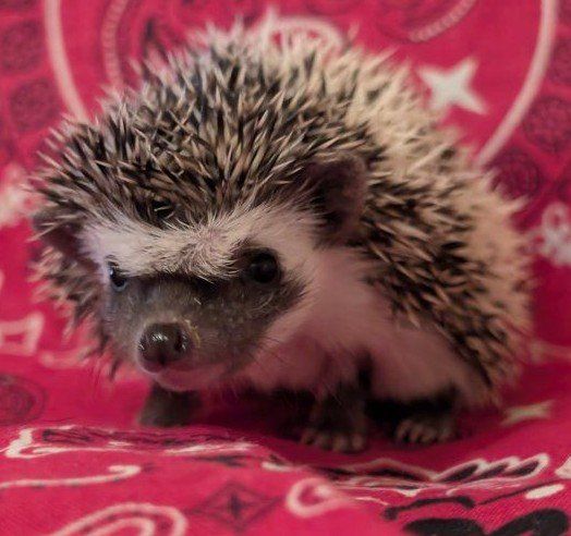 Baby Female Hedgehog "Sadie"