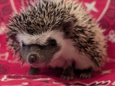 Baby Female Hedgehog "Sadie"