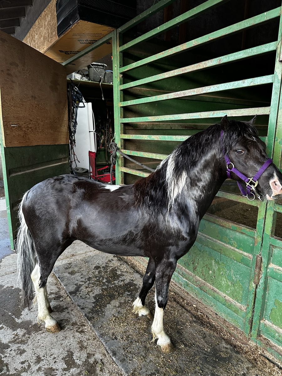 Cute pony