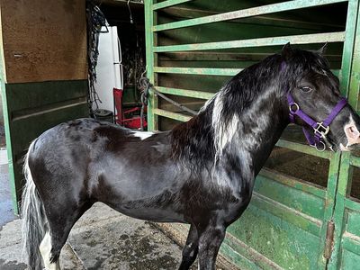 Cute pony
