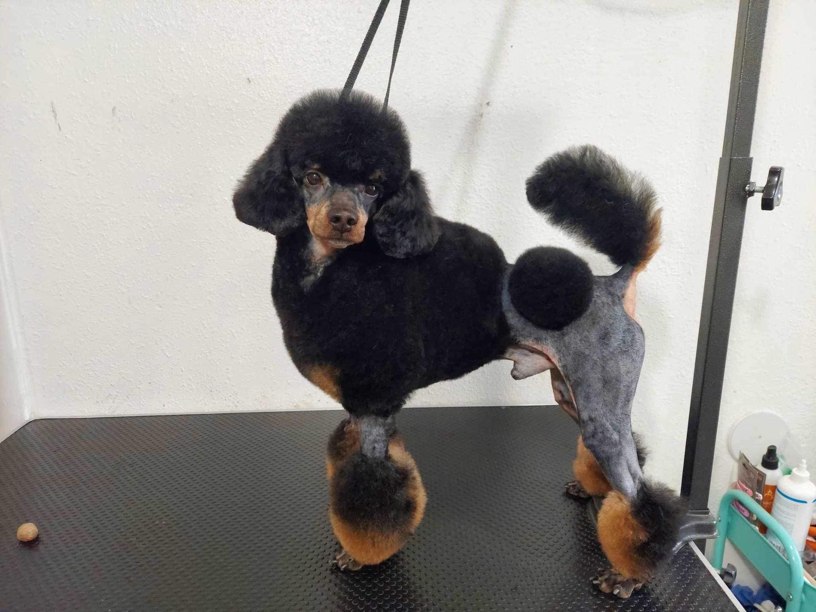 Co-Own AKC phantom Miniature Poodle UKC Champion
