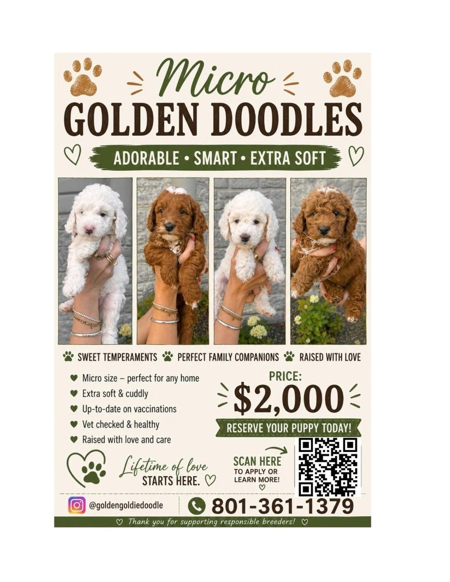 Golden Doodle Puppies