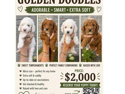 Golden Doodle Puppies