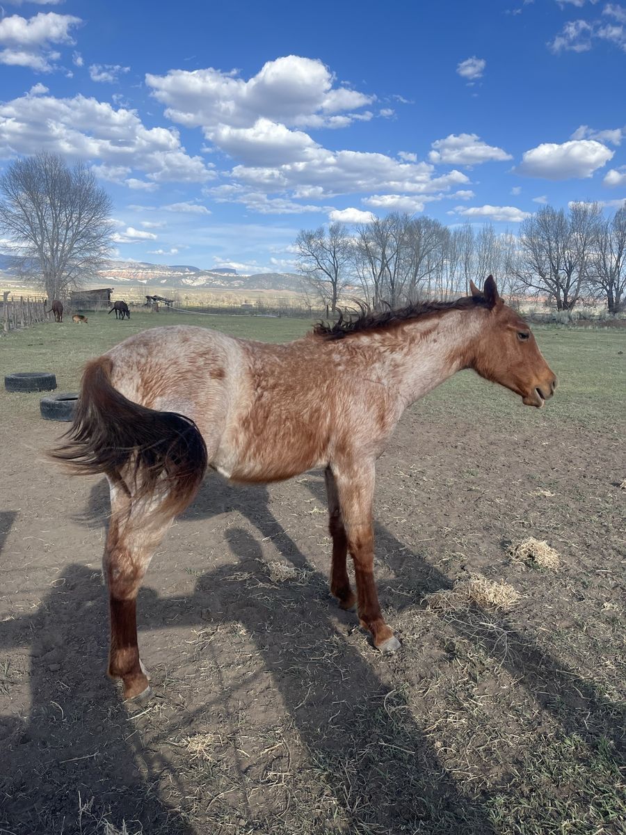 Yearling gelding