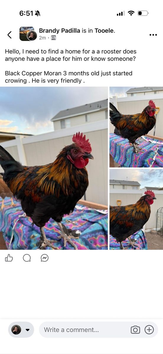 Black Copper Marans Rooster - 3 Months Old, Friendly, Just Started Crowing
