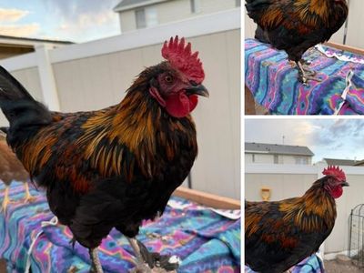Black Copper Marans Rooster - 3 Months Old, Friendly, Just Started Crowing