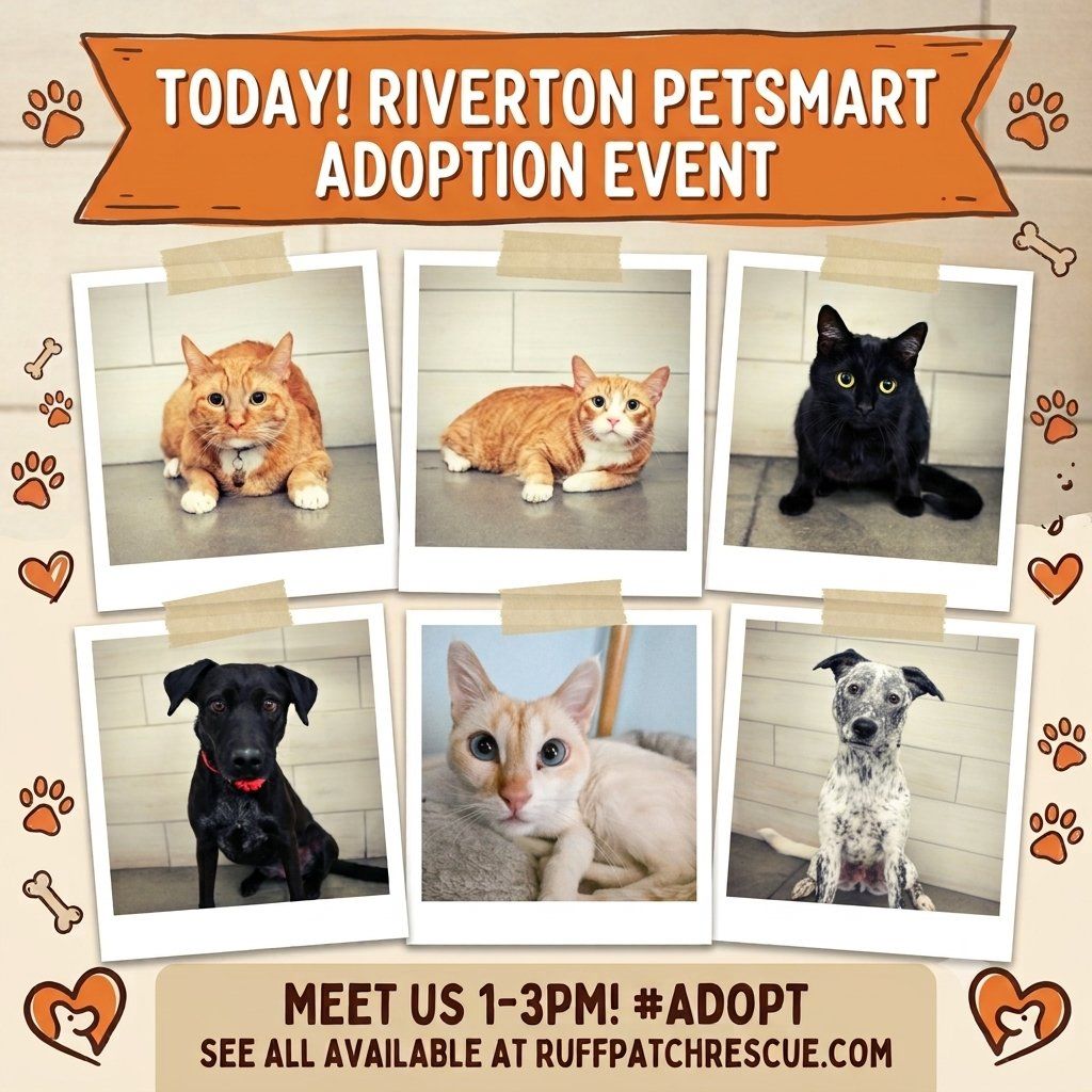 Riverton PetSmart Adoption Event ! Cats and Dogs Looking for Homes!