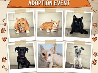 Riverton PetSmart Adoption Event ! Cats and Dogs Looking for Homes!