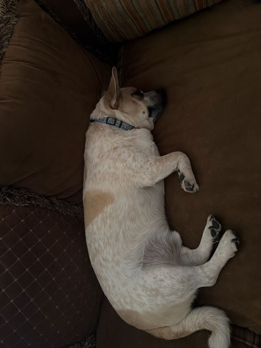 Corgi Mix