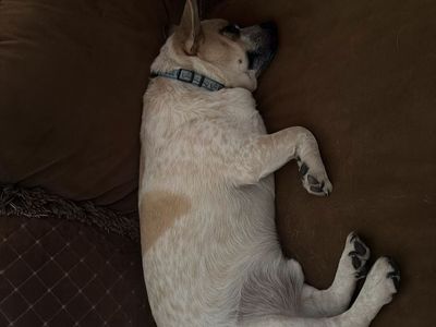 Corgi Mix