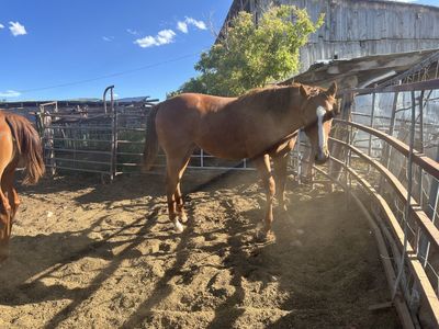 Very nice bred yearling filly by HOLDIN ONTO FAME