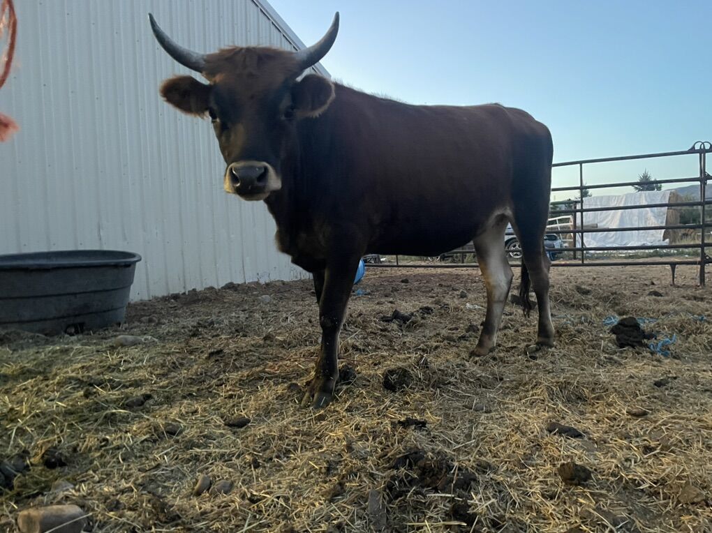 ~2 Year Old Steer Cow