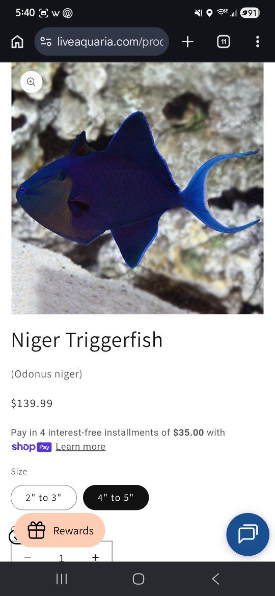 niger trigger fish