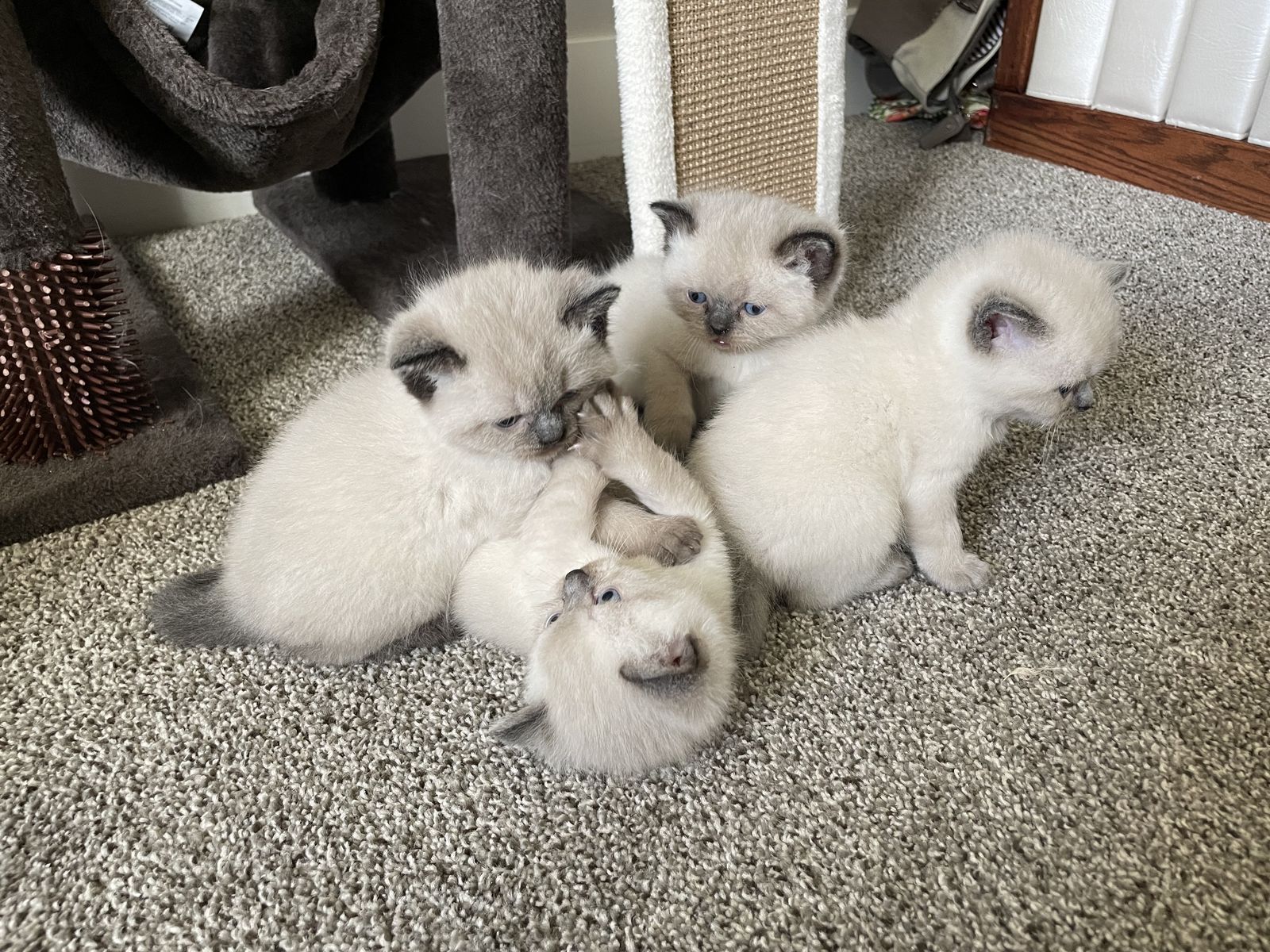 Adorable Himalayan Kittens!!