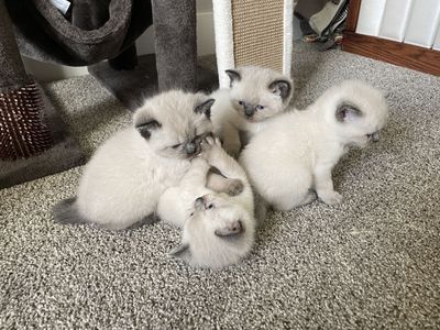 Adorable Himalayan Kittens!!