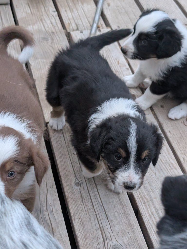 puppies 