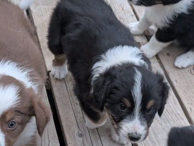 puppies