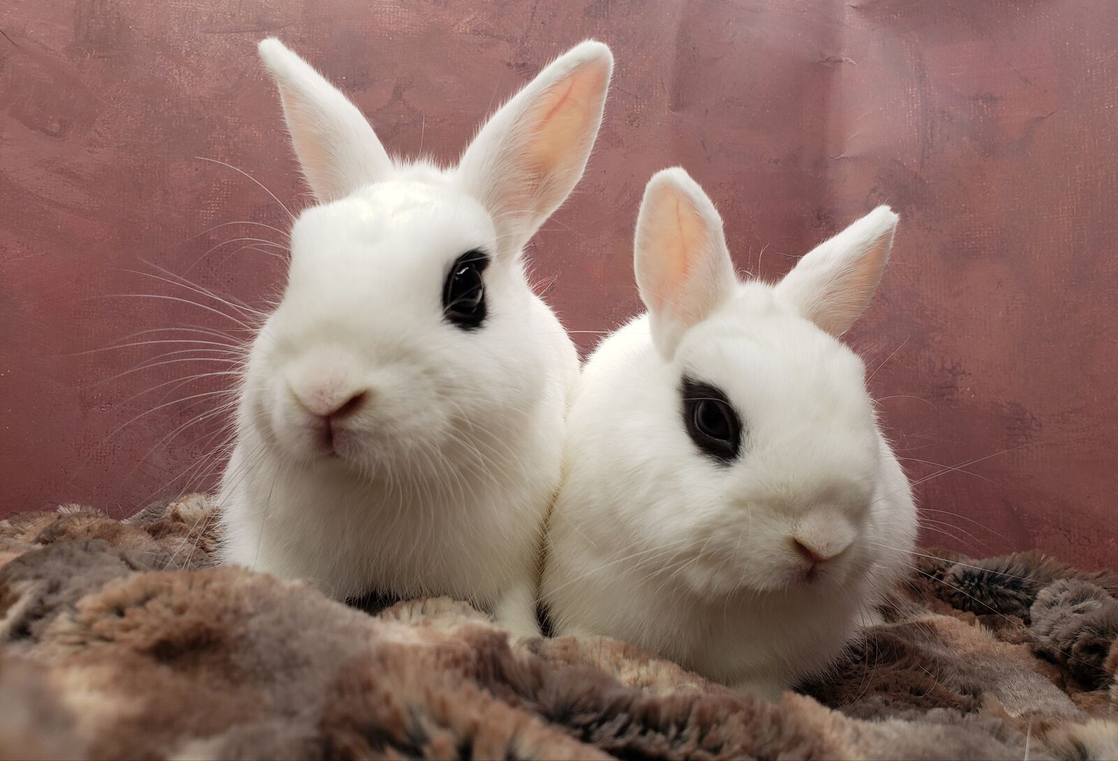 Tiny bonded desexed pair ready for foster to adopt!