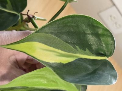 FREE Houseplant Cuttings