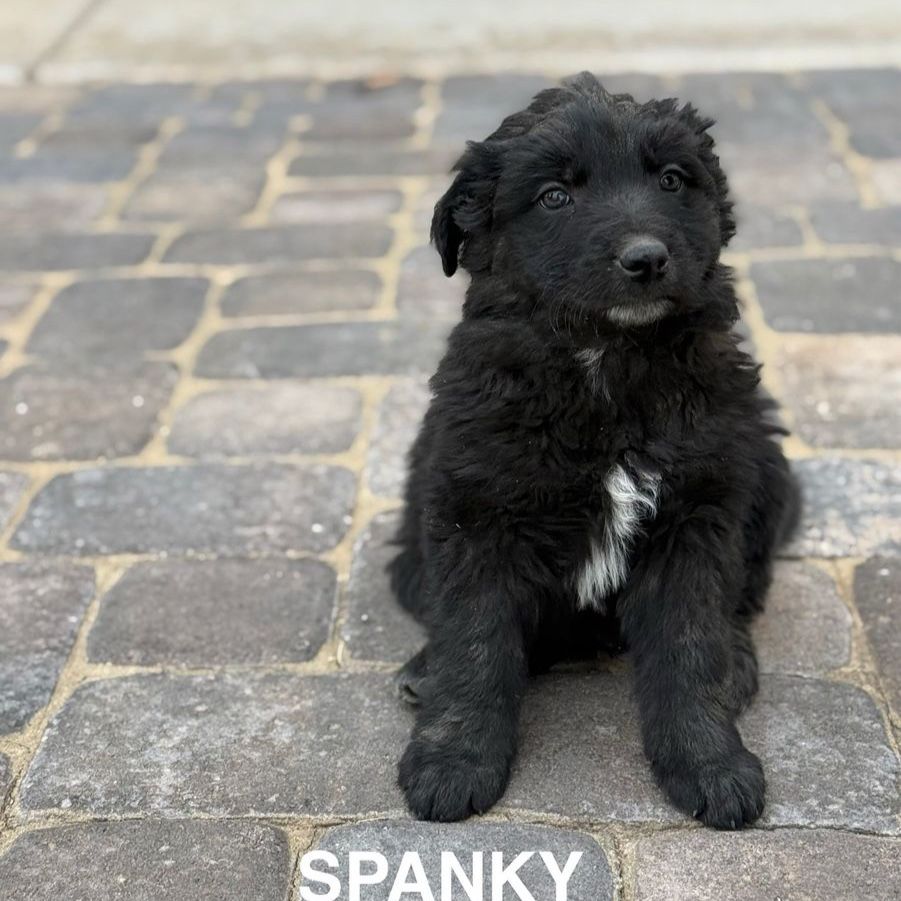 Border Collie/ mini aussie