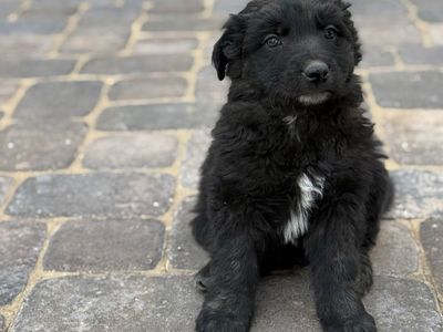 Border Collie/ mini aussie
