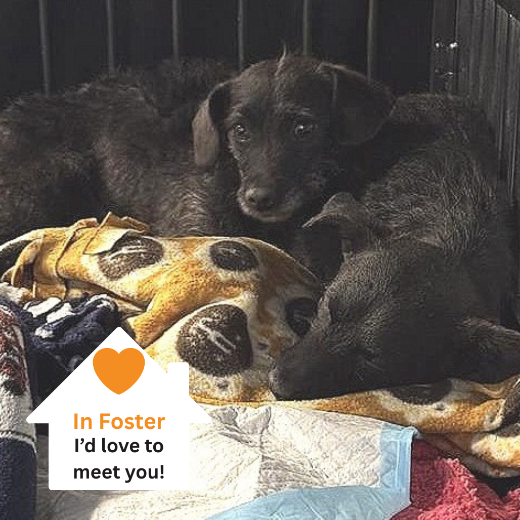 Hello my name is Hooch