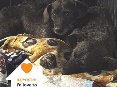 Hello my name is Hooch