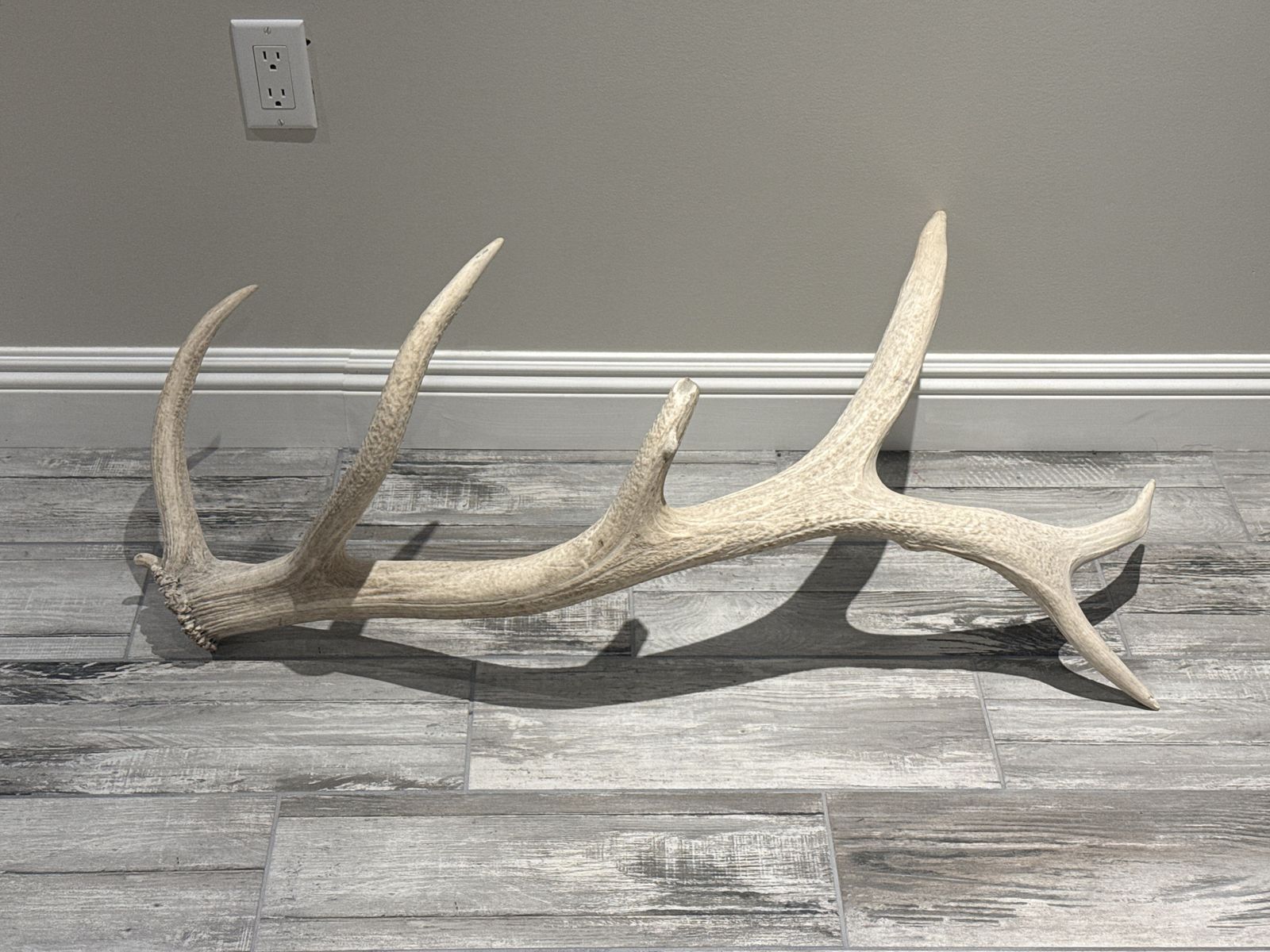 Large Elk Shed Antler