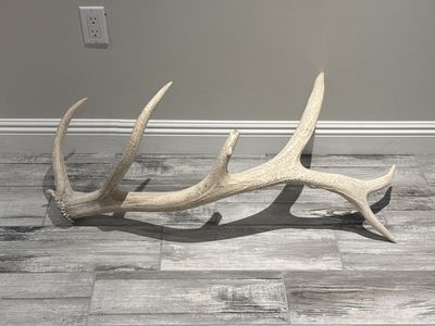 Large Elk Shed Antler