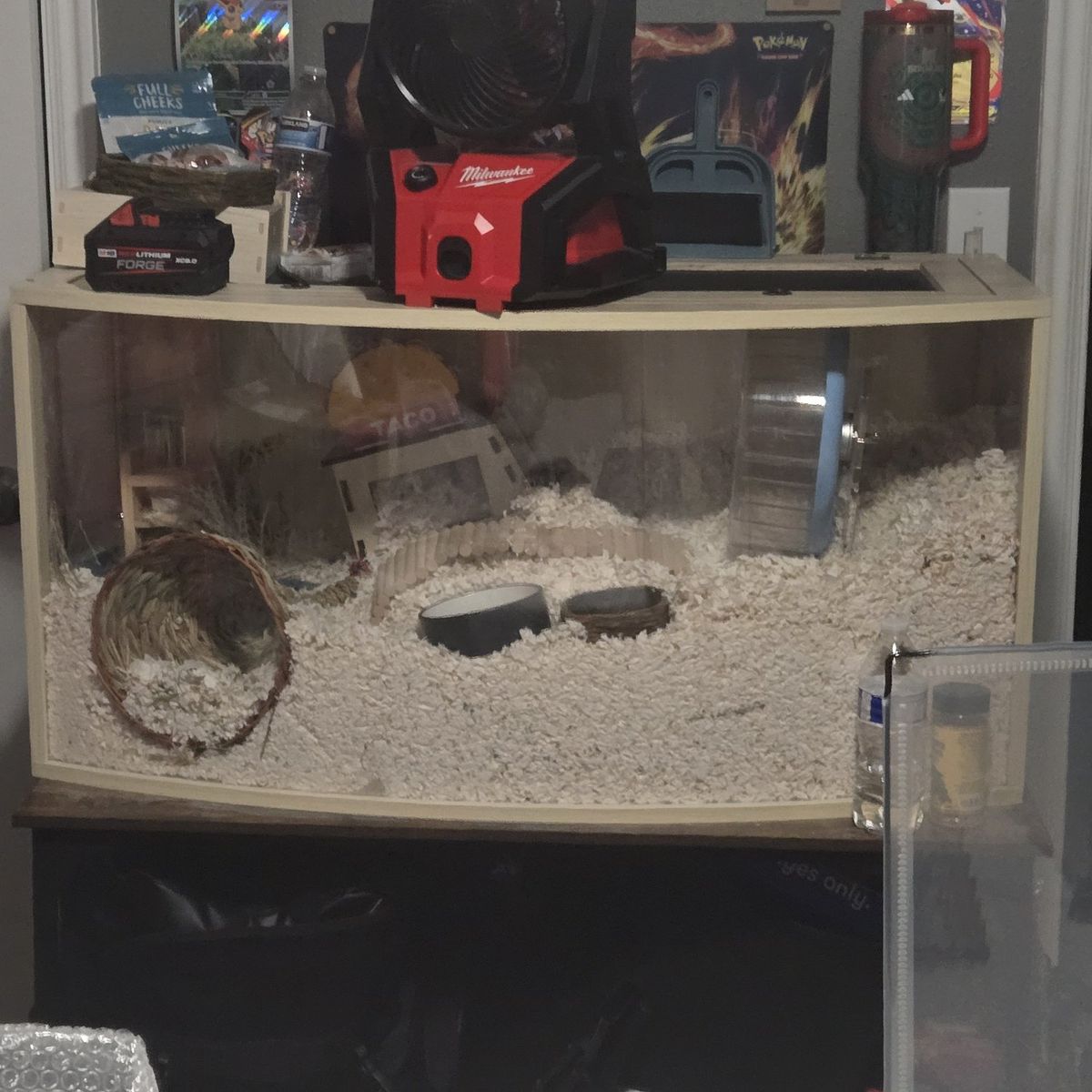 hamster