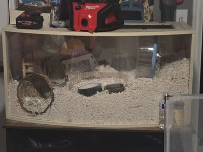 hamster