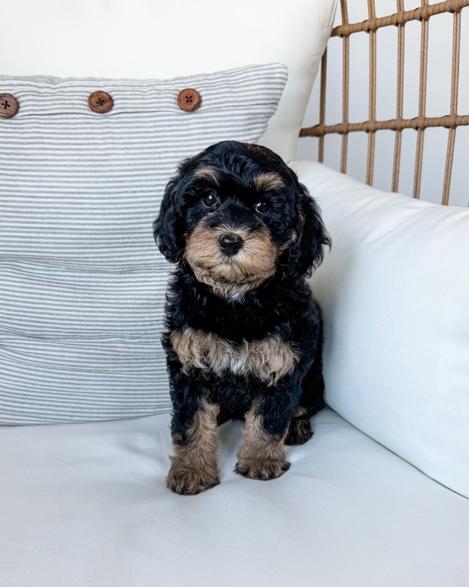Cavapoo Puppy CRATE TRAINED!