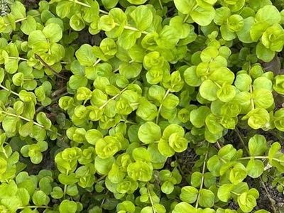 GROUND COVER 4 TYPES 5 in SQUARES FOR $5