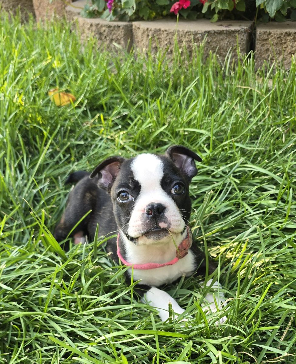 Boston Terrier Female - 8 weeks old